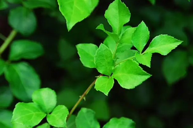 林下中草藥，借助種植技術(shù)要點(diǎn)的學(xué)習(xí)，提升最終種植產(chǎn)量